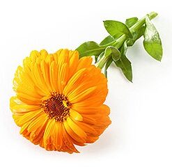 Alternative view of Calendula Nappy Change Cream (Babycreme)