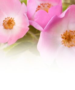 Alternative view of Rose Soap Weleda